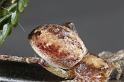 Philodromus_aureolus_D7501_Z_88_NP De Hoge Veluwe_Nederland